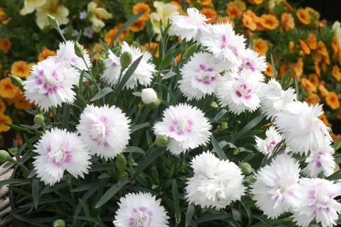 Photos von Blumenvarianten benutzt als: Topf und Beet Dianthus Diantica® White Eye