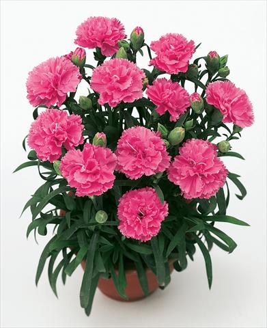 Photos von Blumenvarianten benutzt als: Ampel/Topf Dianthus caryophyllus SuperTrouper® Diogenes