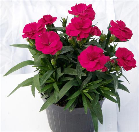 Photos von Blumenvarianten benutzt als: Topf und Beet Dianthus caryophyllus Oscar™ Cherry