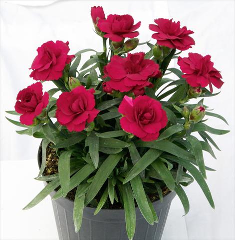 Photos von Blumenvarianten benutzt als: Topf und Beet Dianthus caryophyllus Oscar™ Dark Red