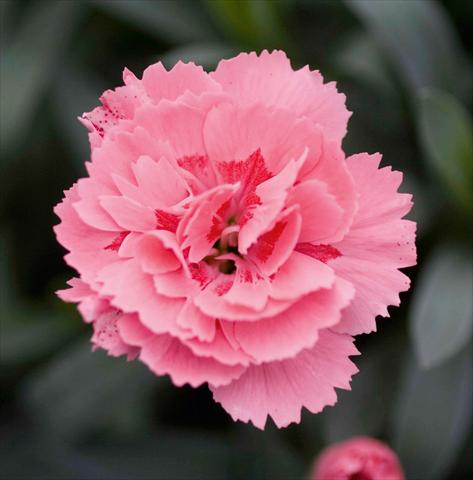 Photos von Blumenvarianten benutzt als: Ampel/Topf Dianthus caryophyllus Oscar™ Pink