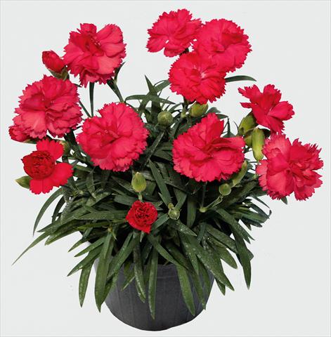 Photos von Blumenvarianten benutzt als: Topf und Beet Dianthus caryophyllus SuperTrouper® Benita