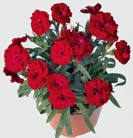 Photos von Blumenvarianten benutzt als: Topf und Beet Dianthus caryophyllus SuperTrouper® Carmen