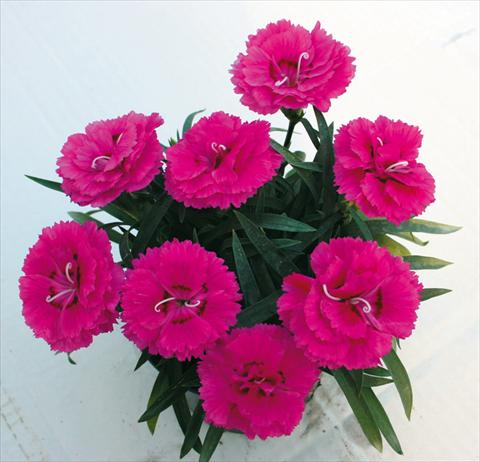 Photos von Blumenvarianten benutzt als: Ampel/Topf Dianthus caryophyllus SuperTrouper® Fuchsia