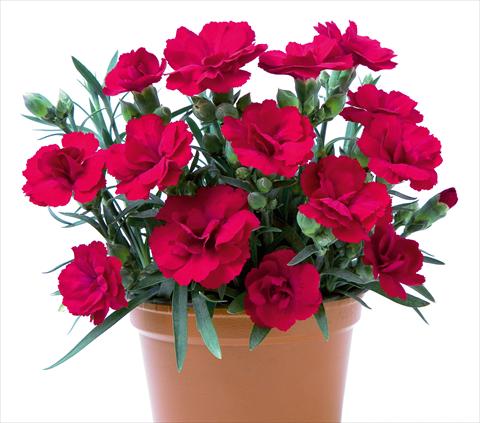 Photos von Blumenvarianten benutzt als: Ampel/Topf Dianthus caryophyllus SuperTrouper® Rubin
