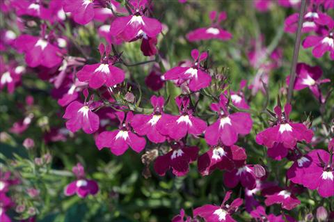 Photos von Blumenvarianten benutzt als: Topf, Terrasse, Ampel. Lobelia Curaçao® Basket Dark Purple evol