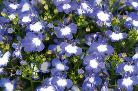 Photos von Blumenvarianten benutzt als: Topf, Terrasse, Ampel. Lobelia Curaçao® Blue White Eye