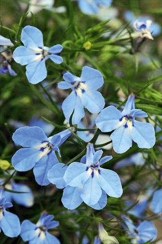 Photos von Blumenvarianten benutzt als: Topf, Beet, Terrasse, Ampel Lobelia Curaçao® Light Blue evol