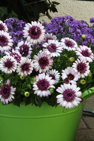 Photos von Blumenvarianten benutzt als: Topf und Beet Osteospermum FlowerPower® Double Berry White