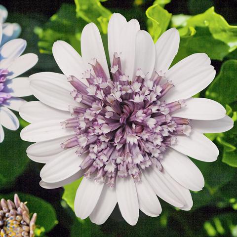 Photos von Blumenvarianten benutzt als: Topf und Beet Osteospermum FlowerPower® Double Silver