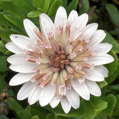 Photos von Blumenvarianten benutzt als: Topf und Beet Osteospermum FlowerPower® Double White Bronce