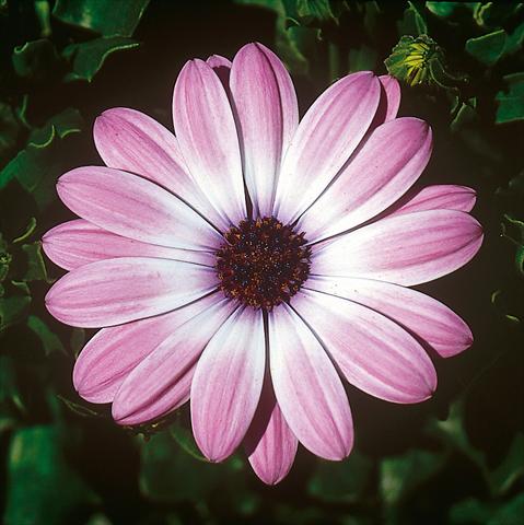Photos von Blumenvarianten benutzt als: Topf und Beet Osteospermum FlowerPower® Light Pink