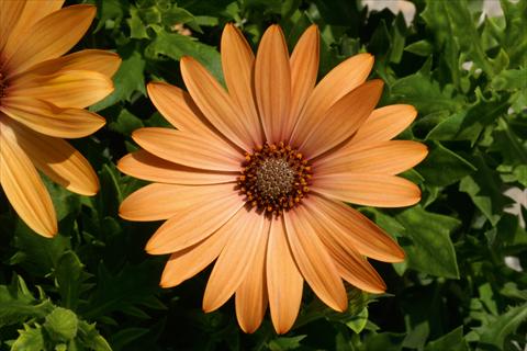 Photos von Blumenvarianten benutzt als: Topf und Beet Osteospermum FlowerPower® Orange Bronce