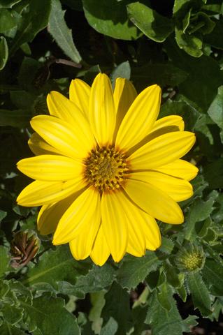Photos von Blumenvarianten benutzt als: Topf und Beet Osteospermum FlowerPower® Yellow evol