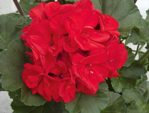 Photos von Blumenvarianten benutzt als: Terrasse, Topf Pelargonium zonale Moonlight® Cembalo