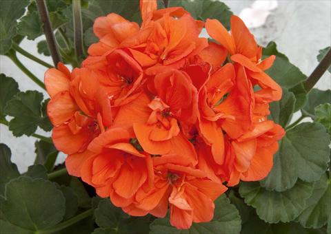 Photos von Blumenvarianten benutzt als: Terrasse, Topf Pelargonium zonale Moonlight® Fredo