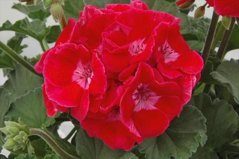 Photos von Blumenvarianten benutzt als: Terrasse, Topf Pelargonium zonale Moonlight® Layana