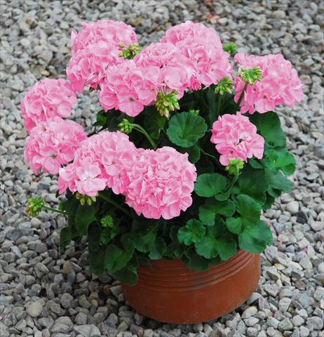 Photos von Blumenvarianten benutzt als: Terrasse, Topf Pelargonium zonale Sunrise® Goesta
