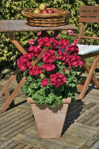 Photos von Blumenvarianten benutzt als: Terrasse, Topf Pelargonium zonale Sunrise® XL Evita