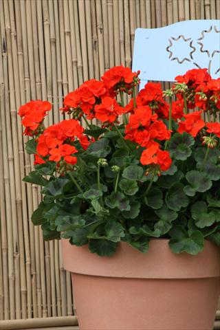 Photos von Blumenvarianten benutzt als: Terrasse, Topf Pelargonium zonale Sunrise® XL Roxana