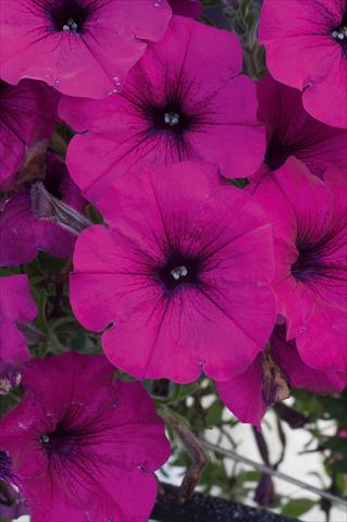 Photos von Blumenvarianten benutzt als: Topf, Terrasse, Ampel. Petunia AlpeTunia® Dark Purple
