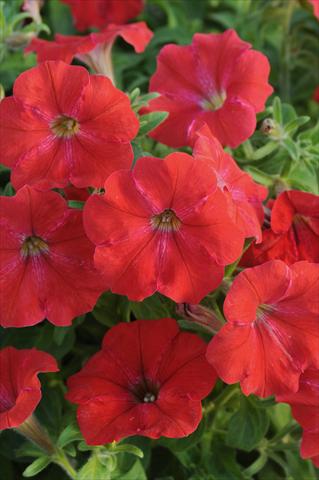 Photos von Blumenvarianten benutzt als: Topf, Terrasse, Ampel. Petunia AlpeTunia® Red