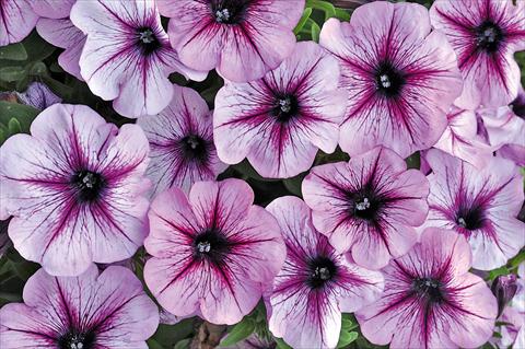 Photos von Blumenvarianten benutzt als: Topf, Terrasse, Ampel. Petunia Bonnie Lavender Star