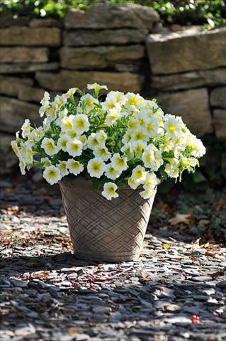 Photos von Blumenvarianten benutzt als: Topf, Terrasse, Ampel. Petunia Bonnie Yellow