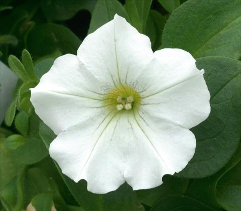 Photos von Blumenvarianten benutzt als: Topf, Terrasse, Ampel. Petunia CompactFamous™ White