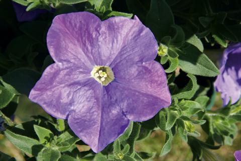Photos von Blumenvarianten benutzt als: Topf, Terrasse, Ampel. Petunia CompactFamous™ SkyBlue