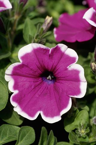 Photos von Blumenvarianten benutzt als: Topf, Terrasse, Ampel. Petunia Famous™ Violet Picotee evol