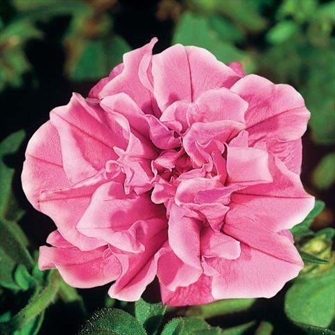 Photos von Blumenvarianten benutzt als: Topf, Terrasse, Ampel. Petunia Sweet Sunshine® Odyssey