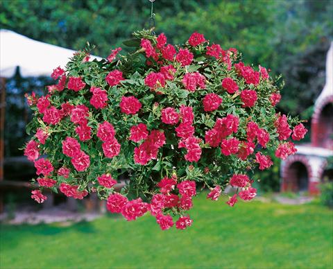 Photos von Blumenvarianten benutzt als: Topf, Terrasse, Ampel. Petunia Sweet Sunshine® Hot Pink