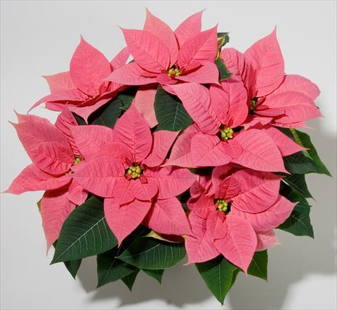 Photos von Blumenvarianten benutzt als: Topf Poinsettia - Euphorbia pulcherrima Christmas Beauty Pink