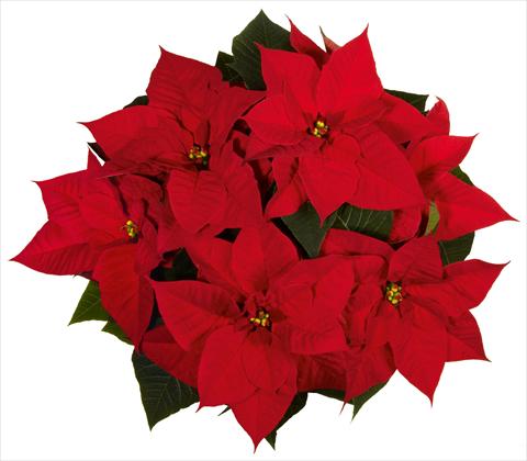 Photos von Blumenvarianten benutzt als: Topf Poinsettia - Euphorbia pulcherrima Christmas Beauty