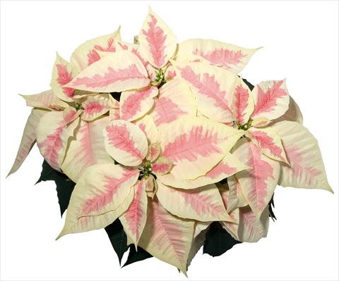 Photos von Blumenvarianten benutzt als: Topf Poinsettia - Euphorbia pulcherrima Christmas Feelings® Marble