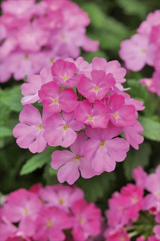Photos von Blumenvarianten benutzt als: Topf, Terrasse, Ampel. Verbena Compact Lascar® Big Pink