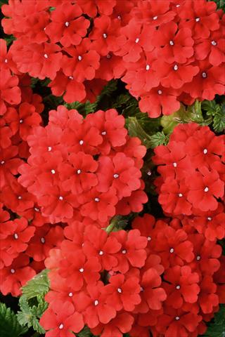 Photos von Blumenvarianten benutzt als: Topf, Terrasse, Ampel. Verbena Fuego® Bright Red