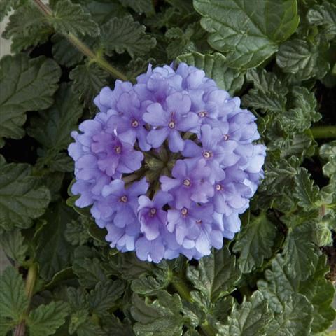 Photos von Blumenvarianten benutzt als: Topf, Terrasse, Ampel. Verbena Fuego® Denim Blue