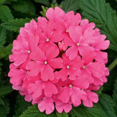 Photos von Blumenvarianten benutzt als: Topf, Terrasse, Ampel. Verbena Fuego® Pink
