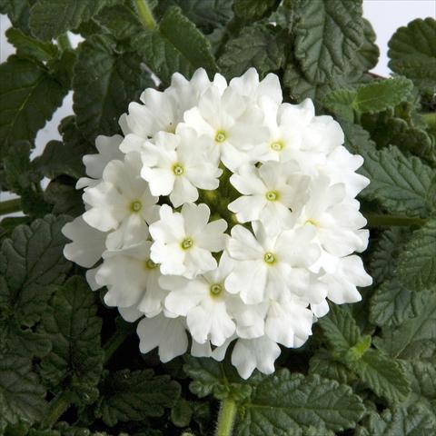 Photos von Blumenvarianten benutzt als: Topf, Terrasse, Ampel. Verbena Fuego® White