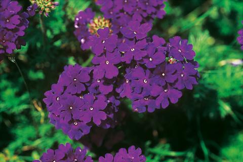 Photos von Blumenvarianten benutzt als: Topf, Terrasse, Ampel. Verbena Lascar® Dark Blue