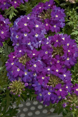 Photos von Blumenvarianten benutzt als: Topf, Terrasse, Ampel. Verbena Lascar® Dark Violet with eye
