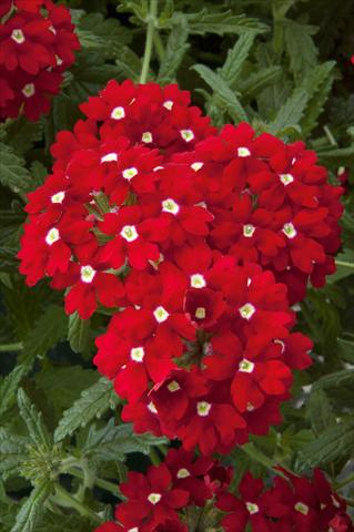 Photos von Blumenvarianten benutzt als: Topf, Terrasse, Ampel. Verbena Lascar® Red with eye