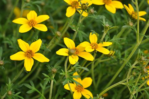 Photos von Blumenvarianten benutzt als: Topf, Beet, Terrasse, Ampel Bidens ferulifolia Bee® Compact Patio Yellow