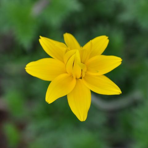 Photos von Blumenvarianten benutzt als: Topf, Beet, Terrasse, Ampel Bidens ferulifolia Bee® Double Yellow