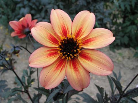 Photos von Blumenvarianten benutzt als: Topf und Beet Dahlia Mystic® Memories