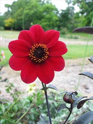 Photos von Blumenvarianten benutzt als: Topf und Beet Dahlia Mystic® Wonder