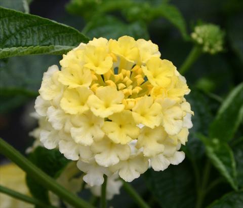Photos von Blumenvarianten benutzt als: Topf, Beet, Terrasse Lantana camara Evita® Citrus