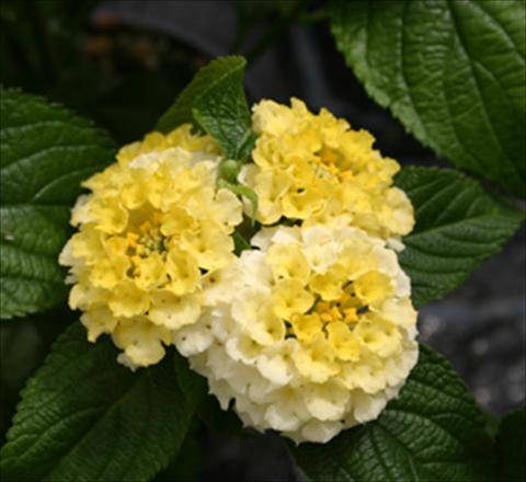 Photos von Blumenvarianten benutzt als: Topf, Beet, Terrasse Lantana camara Evita® Lemon